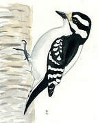 Downy Woodpecker