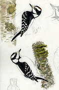 Downy Woodpecker