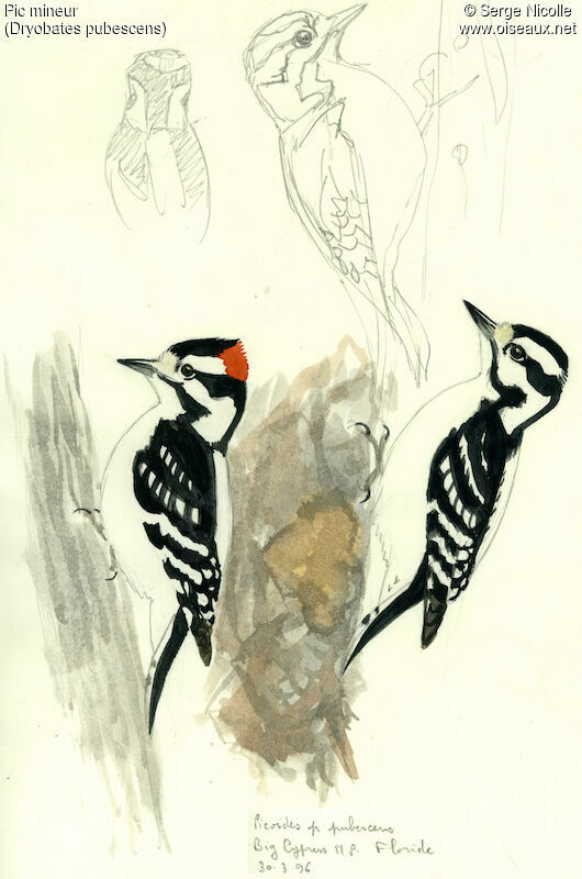 Downy Woodpeckeradult, identification
