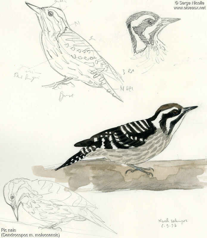 Sunda Pygmy Woodpecker, identification