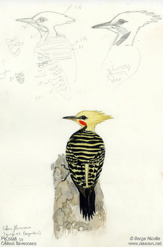 Blond-crested Woodpecker, identification