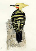 Blond-crested Woodpecker