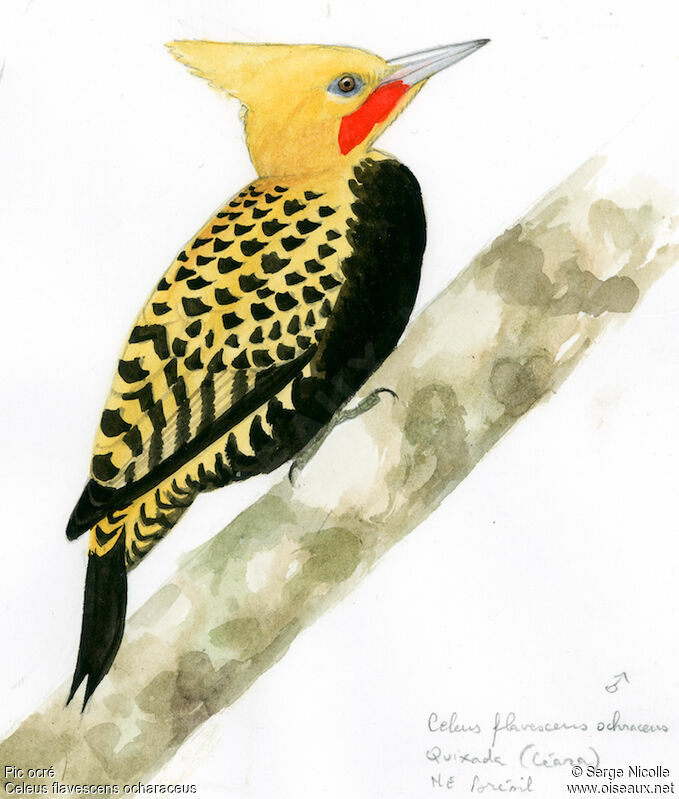 Blond-crested Woodpecker male, identification