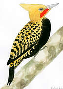 Blond-crested Woodpecker