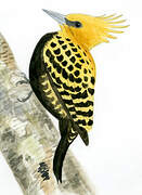 Blond-crested Woodpecker