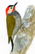 Golden-olive Woodpecker