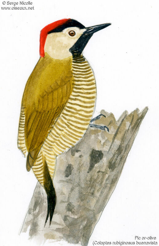 Golden-olive Woodpecker, identification