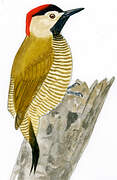 Golden-olive Woodpecker