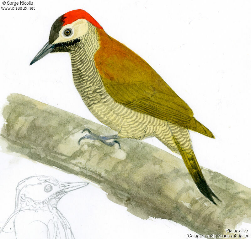 Golden-olive Woodpecker female, identification