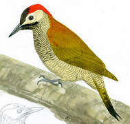 Golden-olive Woodpecker