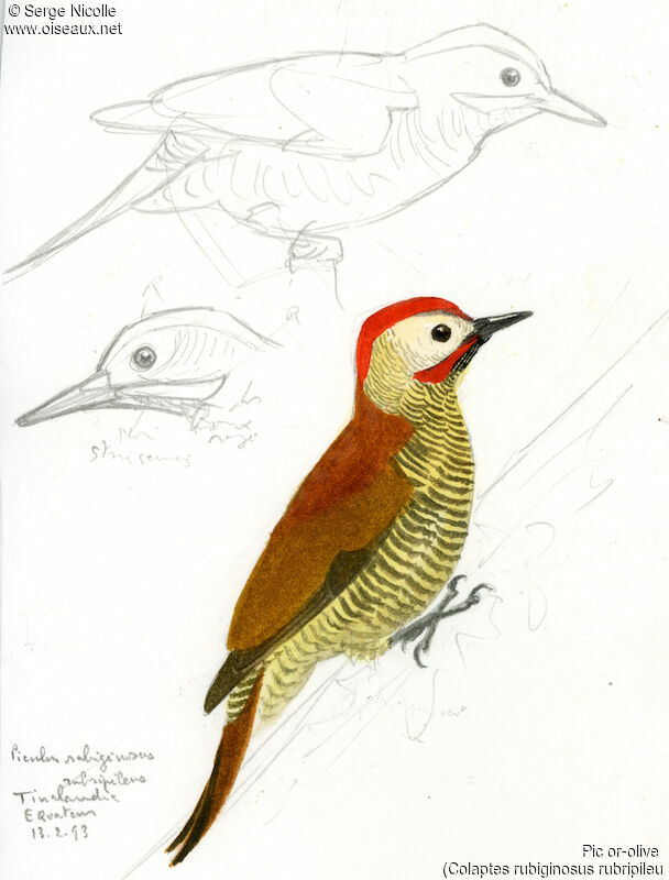 Golden-olive Woodpecker, identification