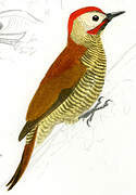 Golden-olive Woodpecker