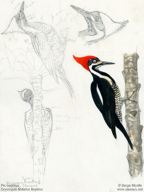 Lineated Woodpecker female, identification