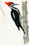 Lineated Woodpecker