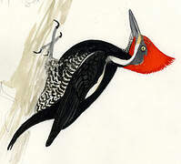 Lineated Woodpecker