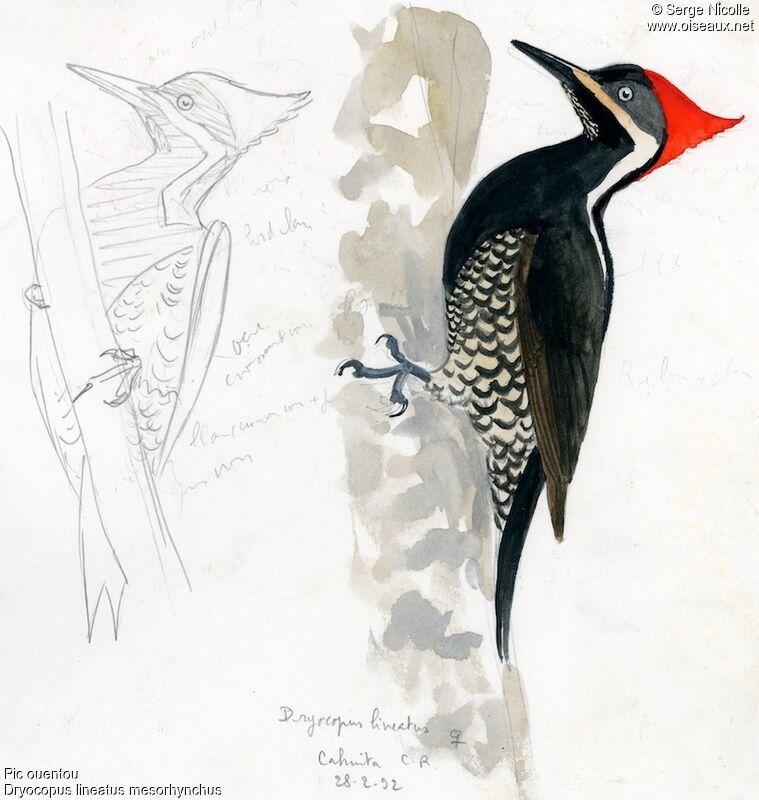 Lineated Woodpecker female, identification