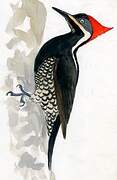 Lineated Woodpecker