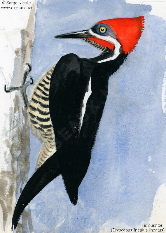 Lineated Woodpecker, identification
