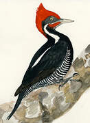 Lineated Woodpecker