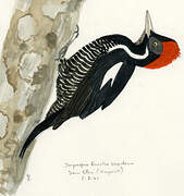 Lineated Woodpecker