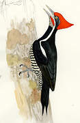 Lineated Woodpecker