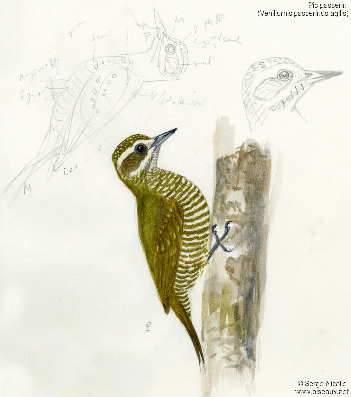 Little Woodpecker, identification