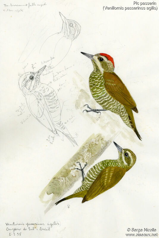 Little Woodpecker , identification