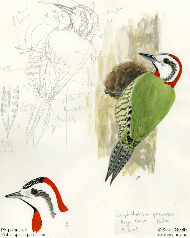 Cuban Green Woodpecker male, identification