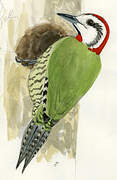 Cuban Green Woodpecker