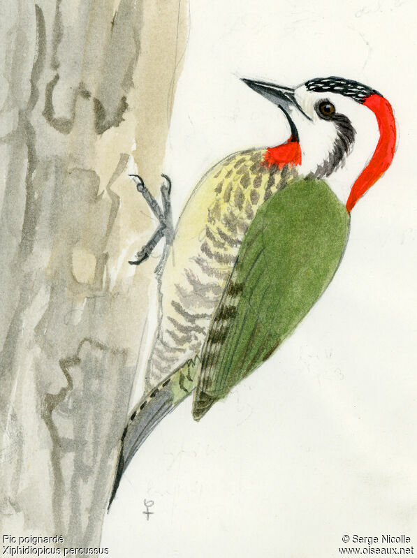 Cuban Green Woodpecker female, identification