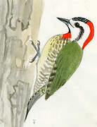 Cuban Green Woodpecker