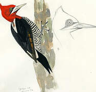 Robust Woodpecker