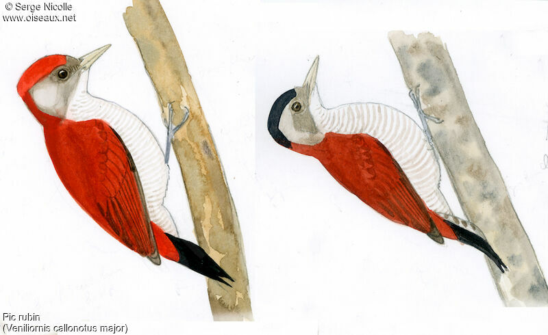 Scarlet-backed Woodpecker , identification