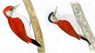 Scarlet-backed Woodpecker