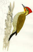 Golden-green Woodpecker