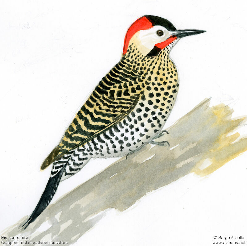 Green-barred Woodpecker male, identification