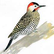 Green-barred Woodpecker