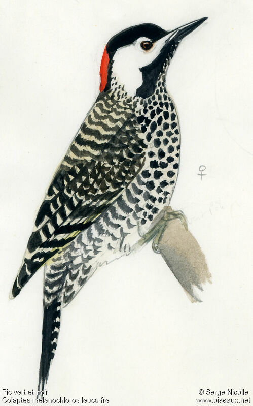 Green-barred Woodpecker female, identification