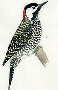 Green-barred Woodpecker