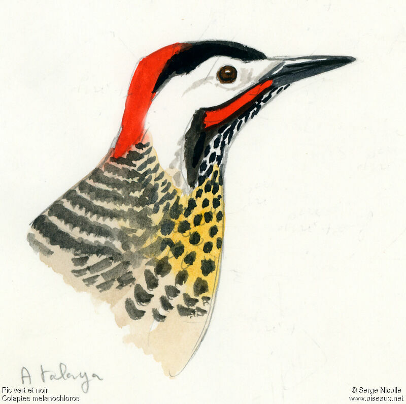 Green-barred Woodpecker, identification