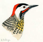 Green-barred Woodpecker