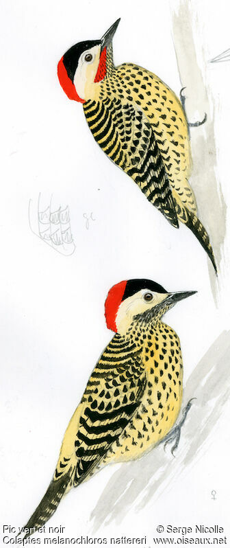 Green-barred Woodpecker , identification