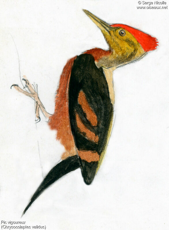 Orange-backed Woodpecker, identification
