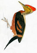 Orange-backed Woodpecker