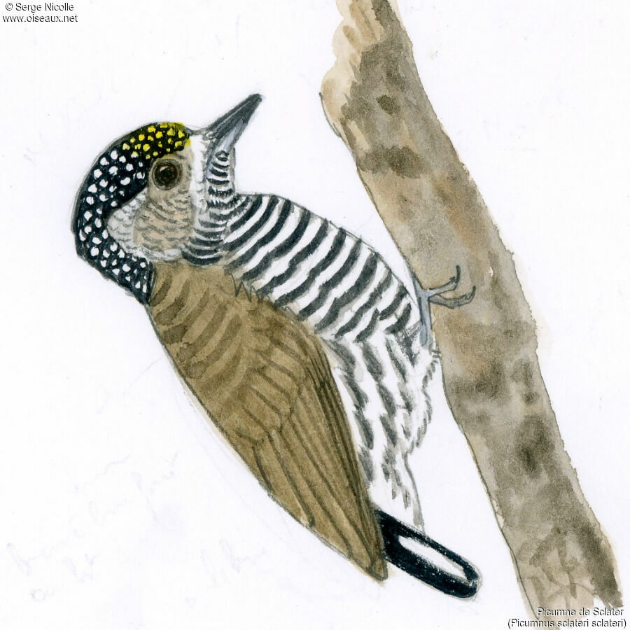 Ecuadorian Piculet female, identification