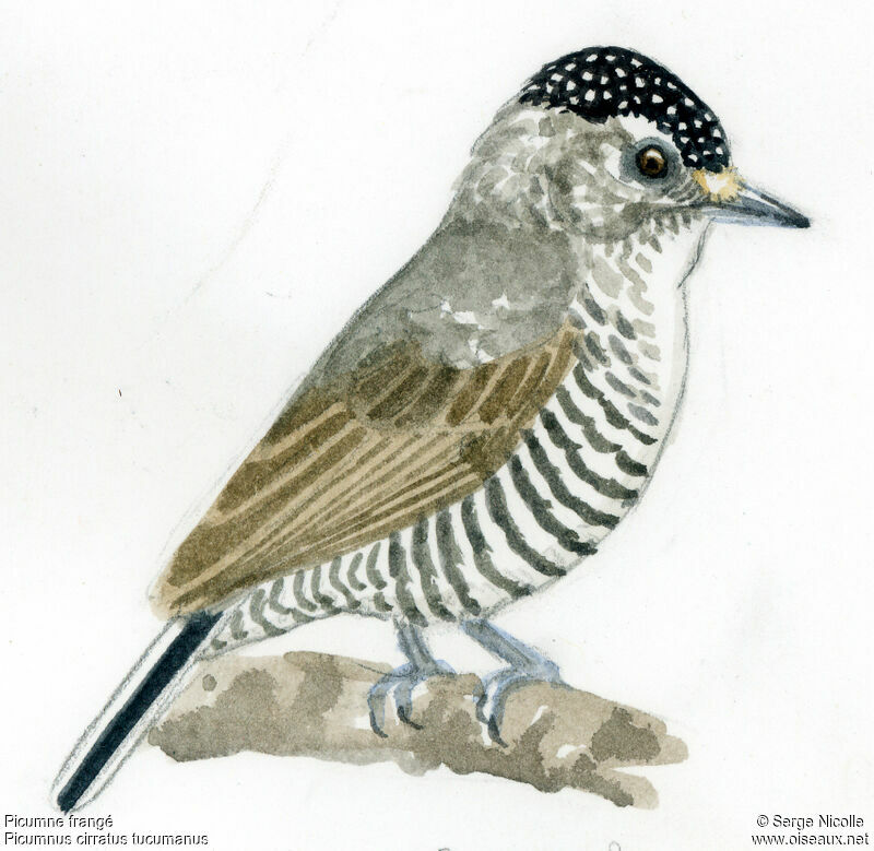 White-barred Piculet female, identification
