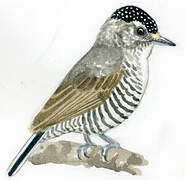 White-barred Piculet