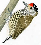 White-barred Piculet