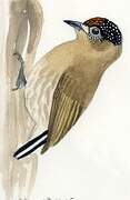 Olivaceous Piculet