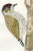 Scaled Piculet